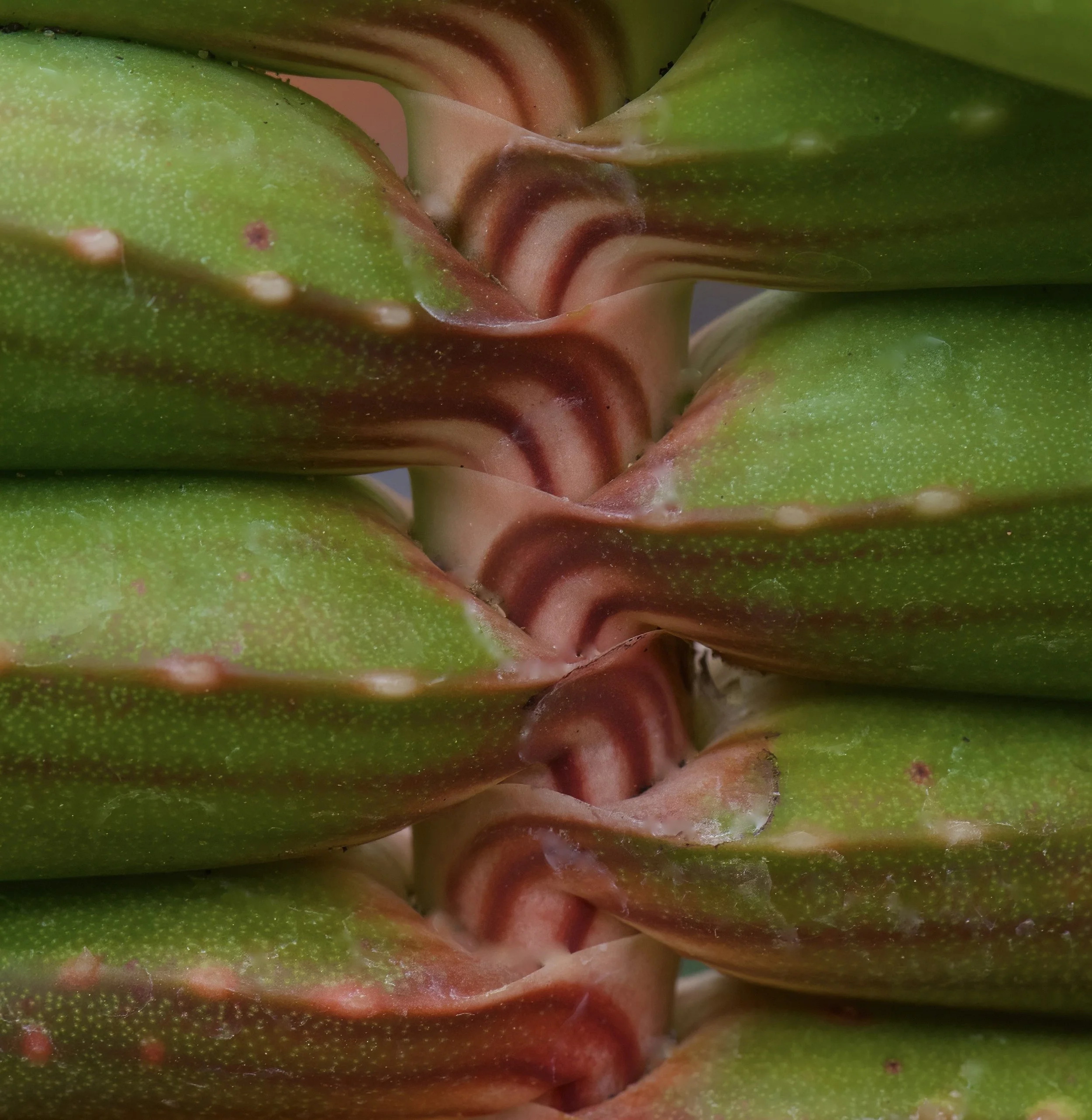 Aloe latifolia RSA (Transvaal) 極太 Aloe vera comprimate
